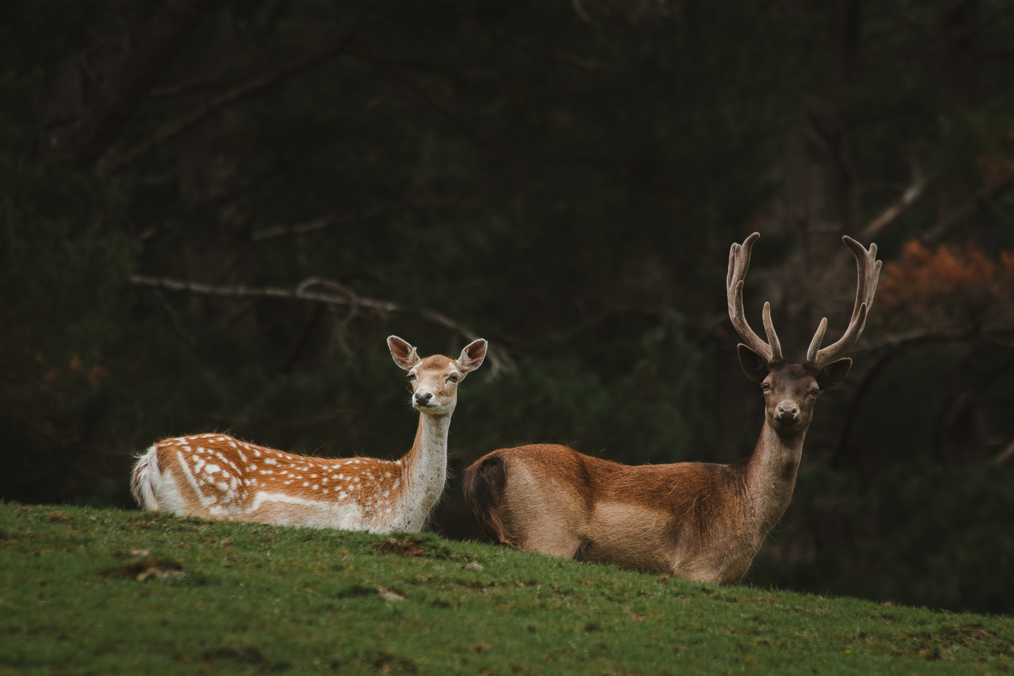 Staglands Wildlife Reserve